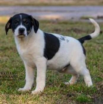 Scout -  German Shorthaired Pointer and American Foxhound Dog for Adoption in Liverpool, Texas - Scout | PetCurious