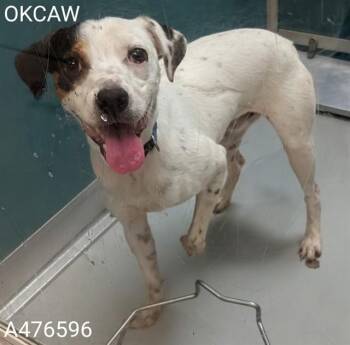 A476596 -  Terrier Dog for Adoption in Oklahoma City, Oklahoma - A476596 | PetCurious