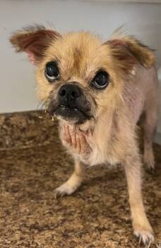 Rescue Chihuahua and Mixed Breed Dogs for Adoption in Labelle, Florida - Archie Ray | PetCurious