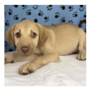 Bonnie -  Labrador Retriever and Black Mouth Cur Dog for Adoption in Clearwater, Florida - Bonnie | PetCurious