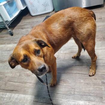 Zoe -  Mixed Breed Dog for Adoption in Jefferson City, Tennessee - Zoe | PetCurious