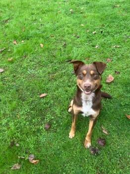 Almond Joy -  Collie and Mixed Breed Dog for Adoption in Hampton, Virginia - Almond Joy | PetCurious