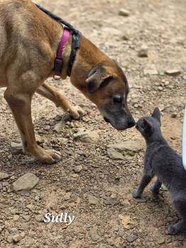 Rescue Rhodesian Ridgeback and Azawakh Dogs for Adoption in Warren, Rhode Island - Sully The Family Man | PetCurious