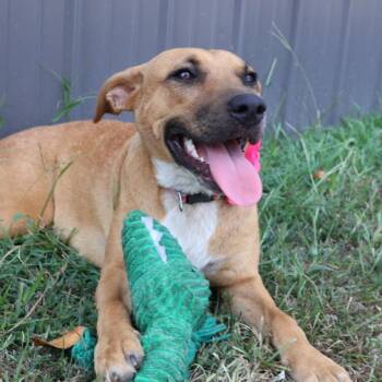 Jessie -  Black Mouth Cur and Labrador Retriever Dog for Adoption in Atlanta, Texas - Jessie | PetCurious