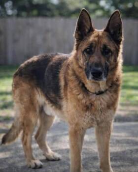 German Shepherd Dog Dogs Available for Adoption in Milton, Florida - Bear 2.0 | PetCurious
