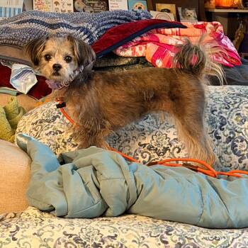 Zuzu -  Havanese Dog for Adoption - Zuzu | PetCurious