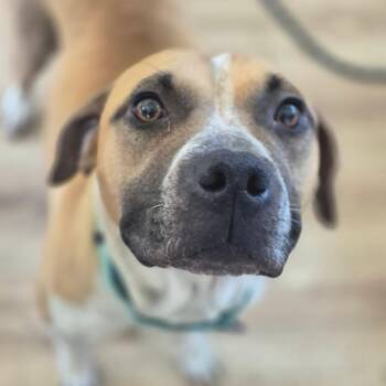 Lottie -  American Staffordshire Terrier and Mixed Breed Dog for Adoption in Chapel Hill, North Carolina - Lottie | PetCurious