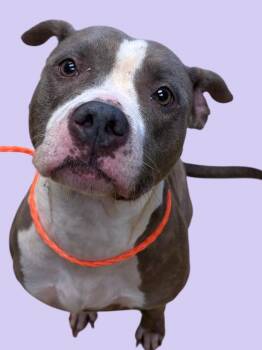 Rescue Pit Bull Terrier Dogs for Adoption in New Castle, Indiana - Miss Whoopi | PetCurious