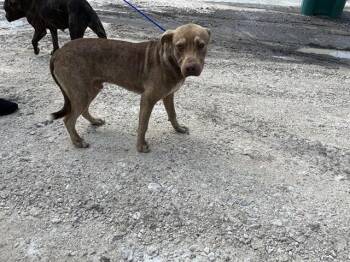 Rescue Labrador Retriever and Mixed Breed Dogs for Adoption in Doral, Florida - FERNANDO | PetCurious