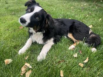 Lucky -  Border Collie and Australian Shepherd Dog Available for Adoption in Bend, Oregon - Lucky | PetCurious