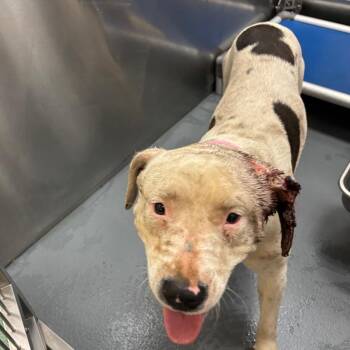 Mixed Breed Dogs Available for Adoption - Benelli | PetCurious