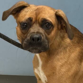 Bronco -  Mixed Breed Dog for Adoption in Charleston, West Virginia - Bronco | PetCurious