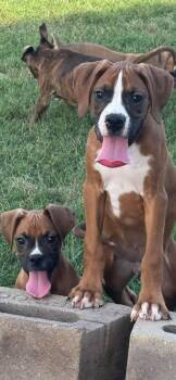 Boxer puppies -  Boxer Dog for Adoption in Brazil, Indiana - Boxer Puppies | PetCurious