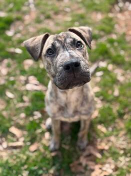 Terrier and Shar Pei Dogs Available for Adoption - Domingo | PetCurious