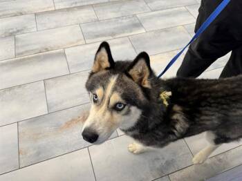 ALPINE -  Siberian Husky Dog for Adoption in Charlotte, North Carolina - ALPINE | PetCurious