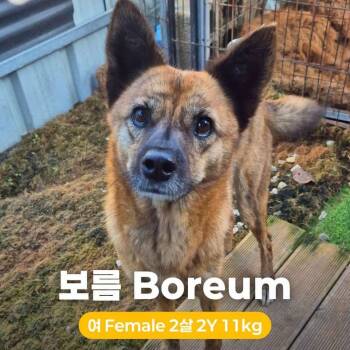 Rescue Jindo Dogs for Adoption in Northbrook, Illinois - Boreum | PetCurious
