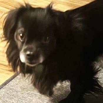 Pomeranian and Mixed Breed Dogs Available for Adoption - Shadow | PetCurious