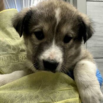 Great Pyrenees and Husky Dogs Available for Adoption in Muncie, Indiana - Bug | PetCurious
