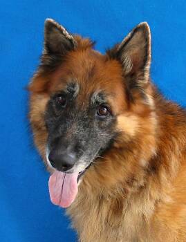 KING -  German Shepherd Dog Dog for Adoption in Pasadena, California - KING | PetCurious