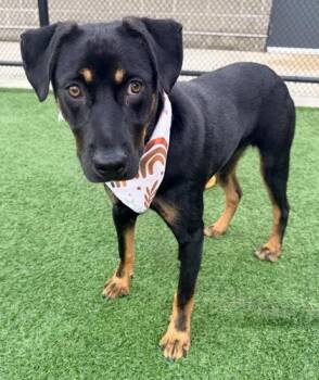 Mixed Breed Dogs Available for Adoption in Kansas City, Missouri - Edison | PetCurious