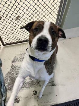 Pit Bull Terrier Dogs Available for Adoption - Bakin | PetCurious