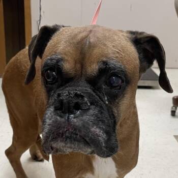 Bella -  Boxer Dog for Adoption in Green Forest, Arkansas - Bella | PetCurious