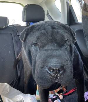Shar Pei Dogs Available for Adoption - Aspen | PetCurious