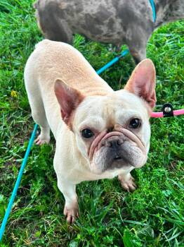 Diamond -  French Bulldog Dog for Adoption in Brunswick, Ohio - Diamond | PetCurious