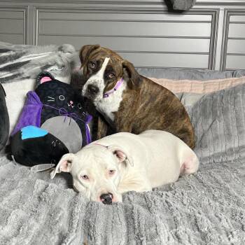 Rescue Boxer and American Bulldog Dogs for Adoption in Burlington, North Carolina - Darling Brie And Eclair | PetCurious