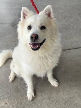 Flint -  Husky and Mixed Breed Dog for Adoption in Benton Harbor, Michigan - Flint | PetCurious