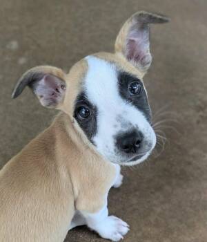 Mirren -  Terrier and Cattle Dog Dog for Adoption in Ozark, Alabama - Mirren | PetCurious