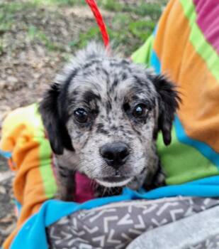 Willkins OR14615-T -  Shetland Sheepdog Sheltie and Australian Shepherd Dog for Adoption in Missouri City, Texas - Willkins OR14615-T | PetCurious
