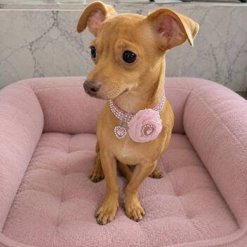 Chihuahua Dogs Available for Adoption in Poway, California - Penny Claire | PetCurious