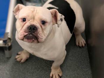 Rescue Mixed Breed Dogs for Adoption in Dallas, Texas - ROWDY | PetCurious