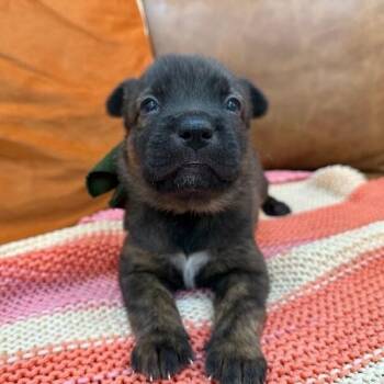 Storm Rainbow -  Pit Bull Terrier and Staffordshire Bull Terrier Dog for Adoption in Friendswood, Texas - Storm Rainbow | PetCurious