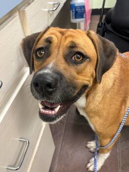 Maggie -  Boxer Dog for Adoption in Cleburne, Texas - Maggie | PetCurious