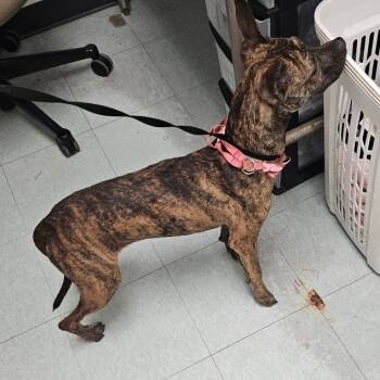 Rescue Mixed Breed Dogs for Adoption in Philadelphia, Pennsylvania - Elina The Loved | PetCurious