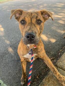 Beatrix -  Terrier and Mixed Breed Dog for Adoption in Memphis, Tennessee - Beatrix | PetCurious