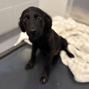 Fig -  Mixed Breed Dog for Adoption in Canal Winchester, Ohio - Fig | PetCurious