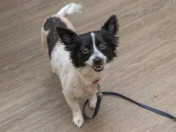 OREO -  Papillon Dog for Adoption in Martinez, California - OREO | PetCurious