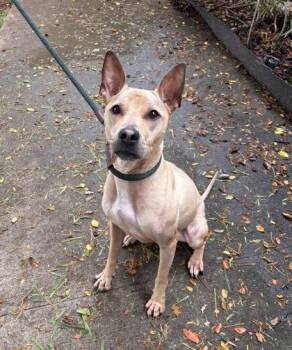 Zena -  Terrier and Mixed Breed Dog for Adoption in Honolulu, Hawaii - Zena | PetCurious