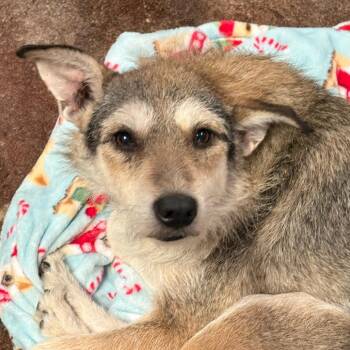 Standard Schnauzer and Mixed Breed Dogs Available for Adoption in Tulsa, Oklahoma - Swizzle | PetCurious