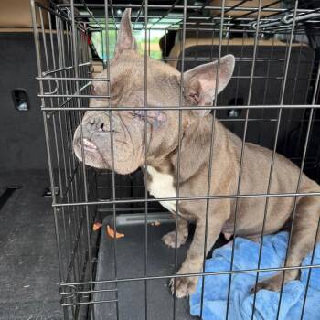 Robyn -  French Bulldog Dog for Adoption in Port Charlotte, Florida - Robyn | PetCurious