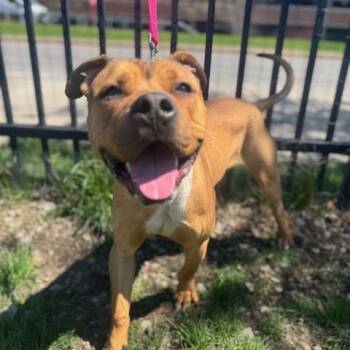 Pit Bull Terrier Dogs Available for Adoption in Buffalo, New York - Gopher | PetCurious