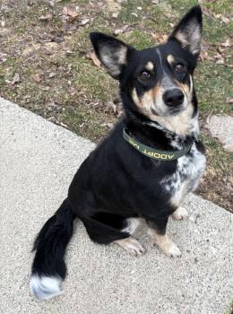 Australian Cattle Dog Blue Heeler Dogs Available for Adoption - Bee | PetCurious