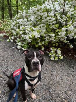 Rescue Mixed Breed Dogs for Adoption in West Chester, Pennsylvania - Shamrock | PetCurious