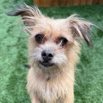 Canelita -  Terrier Dog for Adoption in Naperville, Illinois - Canelita | PetCurious