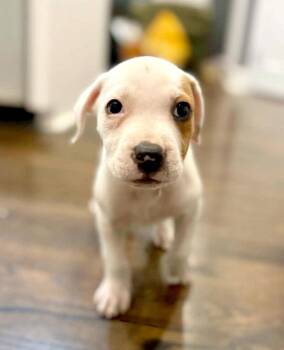Oogie (AO37560) -  Boxer and Hound Dog for Adoption in Kansas City, Kansas - Oogie (AO37560) | PetCurious