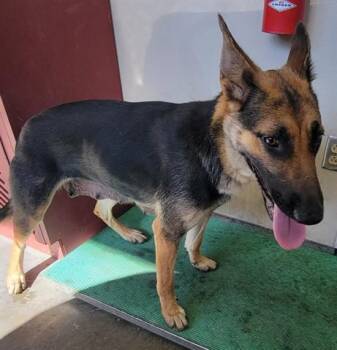German Shepherd Dog Dogs Available for Adoption in Rowlett, Texas - SKY | PetCurious