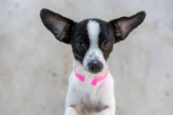 FRANCINE -  Chihuahua Dog for Adoption in Fresno, California - FRANCINE | PetCurious
